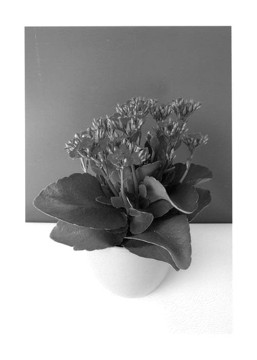 Figure 1 of US plant patent PP25548, the photograph of Kasinpula printed in the patent.