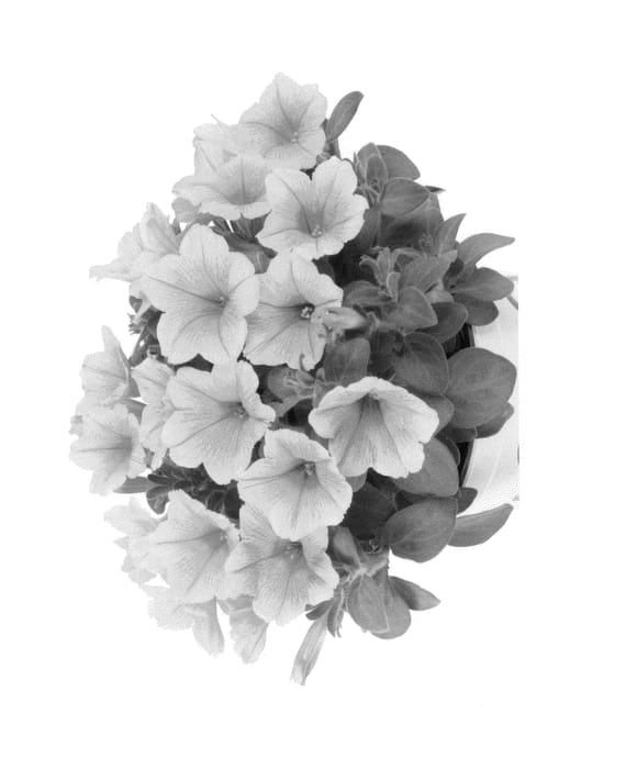 Figure 1 of US plant patent PP25549, the photograph of Dueplubana printed in the patent.