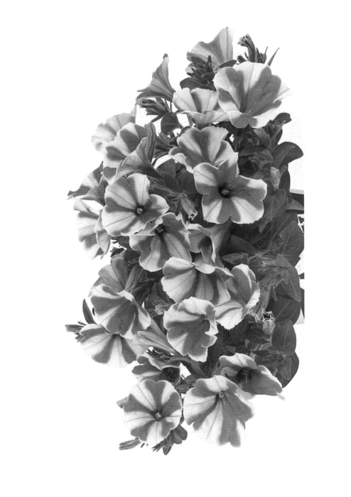 Figure 1 of US plant patent PP25550, the photograph of Duepepre printed in the patent.