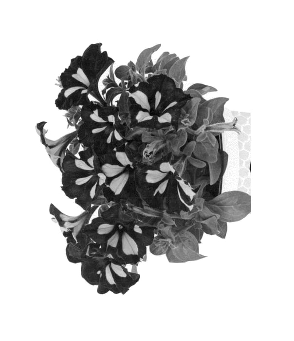 Figure 1 of US plant patent PP25551, the photograph of Dueimqbee printed in the patent.