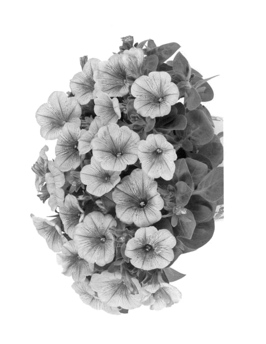 Figure 1 of US plant patent PP25552, the photograph of Duepotmoca printed in the patent.