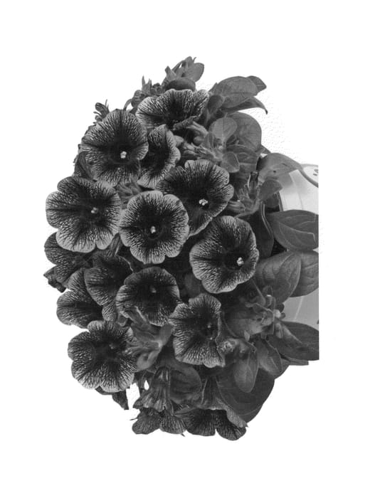Figure 1 of US plant patent PP25553, the photograph of Duepotpigic printed in the patent.