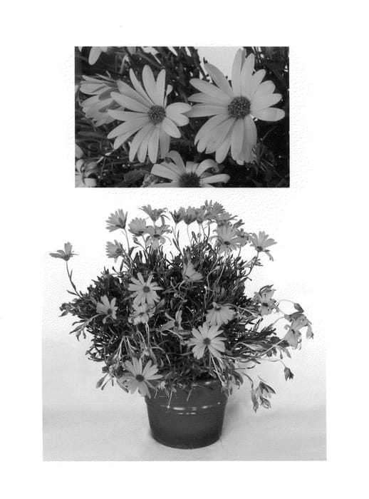 Figure 1 of US plant patent PP25554, the photograph of Sunost1204 printed in the patent.
