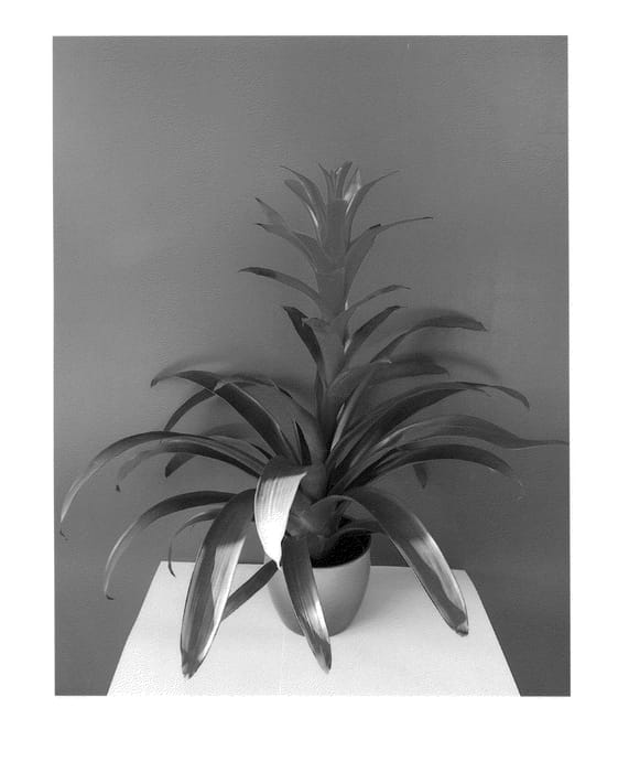 Figure 1 of US plant patent PP25555, the photograph of Amoretto printed in the patent.