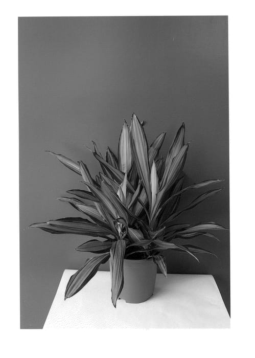 Figure 1 of US plant patent PP25556, the photograph of Cintho Lemon printed in the patent.