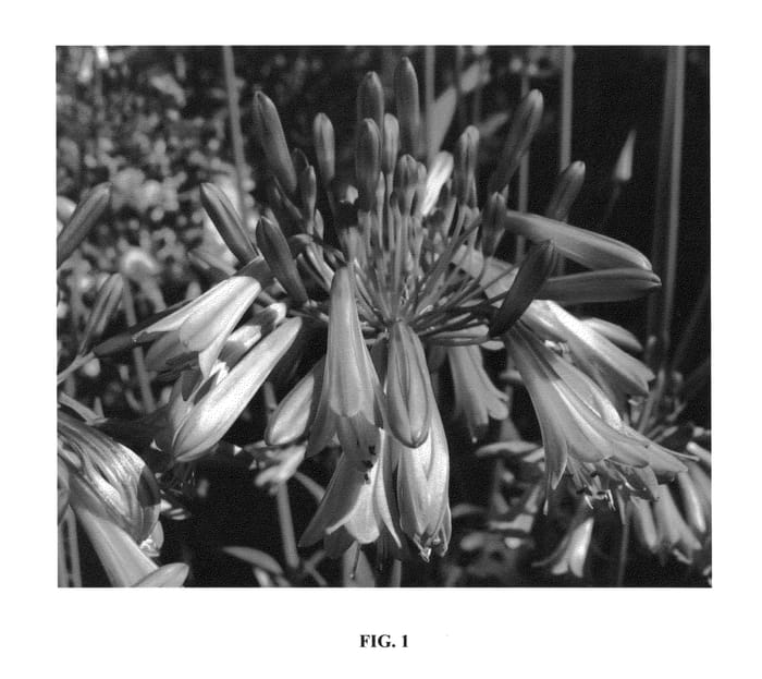 Figure 1 of US plant patent PP25557, the photograph of Jonie printed in the patent.