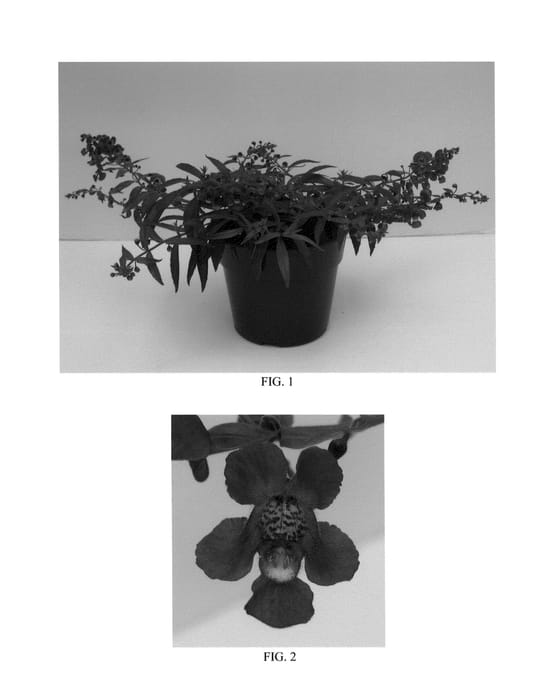 Figure 1 of US plant patent PP25558, the photograph of Balangsparkl printed in the patent.