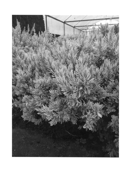 Figure 1 of US plant patent PP25559, the photograph of Meerlo printed in the patent.