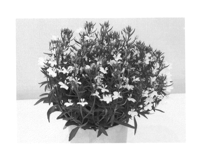 Figure 1 of US plant patent PP25560, the photograph of KLELE13476 printed in the patent.