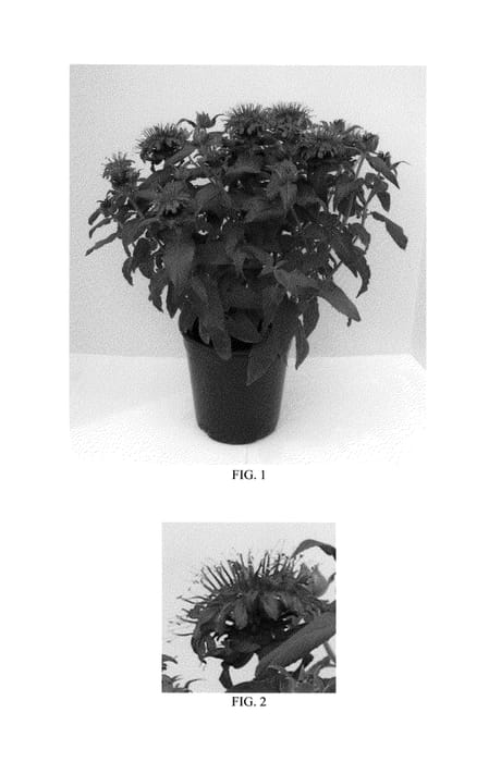 Figure 1 of US plant patent PP25561, the photograph of Balbalmurp printed in the patent.