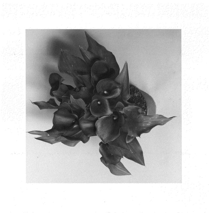Figure 1 of US plant patent PP25562, the photograph of CAPTAIN LOVELY printed in the patent.