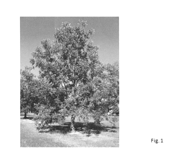 Figure 1 of US plant patent PP25563, the photograph of ELLIS printed in the patent.