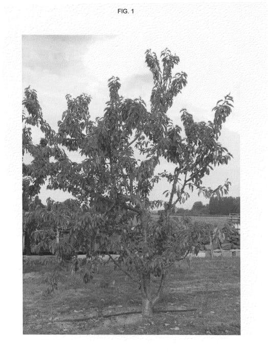 Figure 1 of US plant patent PP25564, the photograph of FIRELAM printed in the patent.
