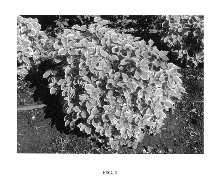 Figure 1 of US plant patent PP25565, the photograph of Icezam printed in the patent.