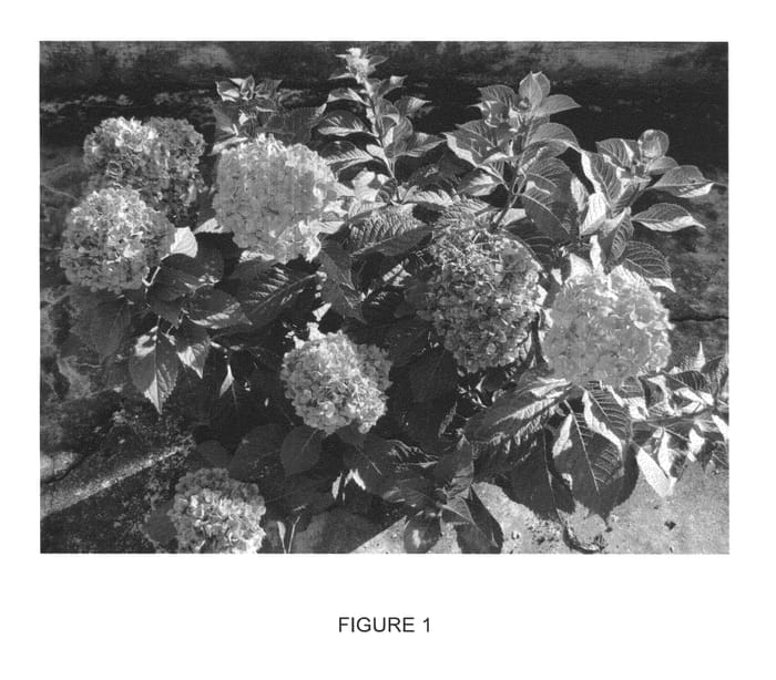 Figure 1 of US plant patent PP25566, the photograph of PIIHM-II printed in the patent.