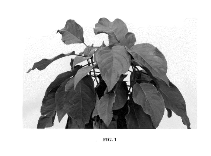 Figure 1 of US plant patent PP25567, the photograph of Haop012 printed in the patent.