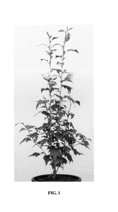 Figure 1 of US plant patent PP25568, the photograph of Gandini Santiago printed in the patent.