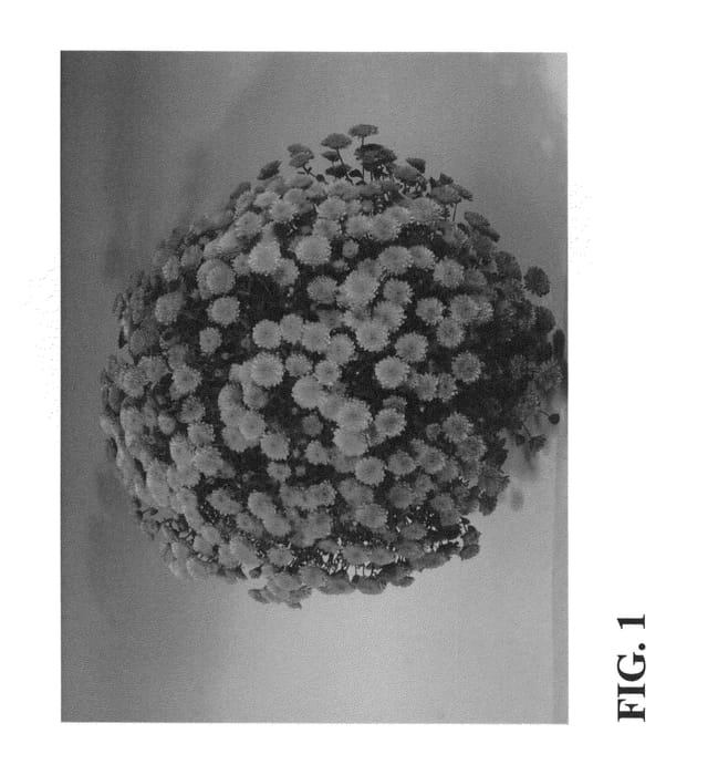 Figure 1 of US plant patent PP25569, the photograph of Zanmucrush printed in the patent.