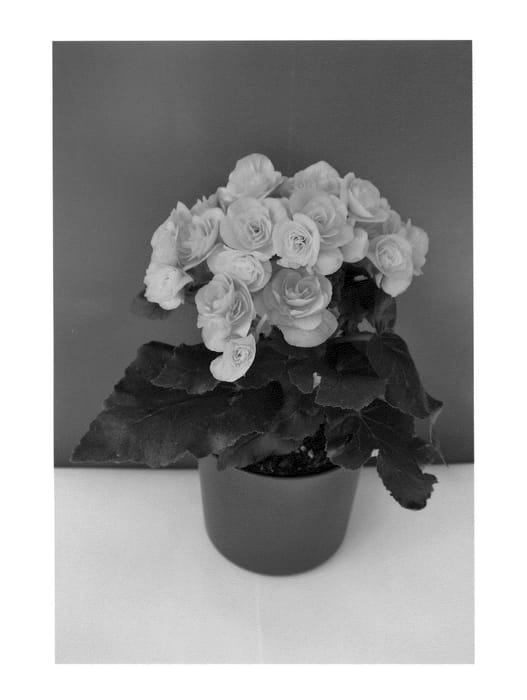 Figure 1 of US plant patent PP25570, the photograph of LYDIA printed in the patent.