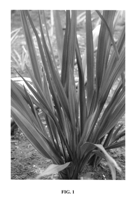 Figure 1 of US plant patent PP25571, the photograph of Joker printed in the patent.