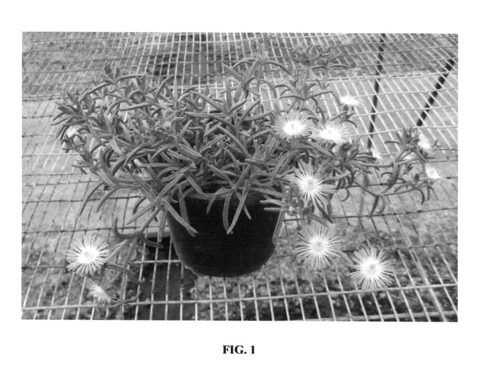 Figure 1 of US plant patent PP25572, the photograph of WOWDRW5 printed in the patent.