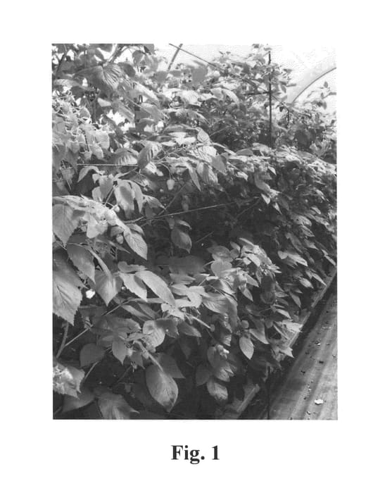 Figure 1 of US plant patent PP25573, the photograph of Raspberry plant—Vajolet Plus cultivar printed in the patent.