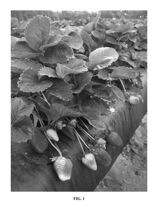 Figure 1 of US plant patent PP25574, the photograph of Florida127 printed in the patent.