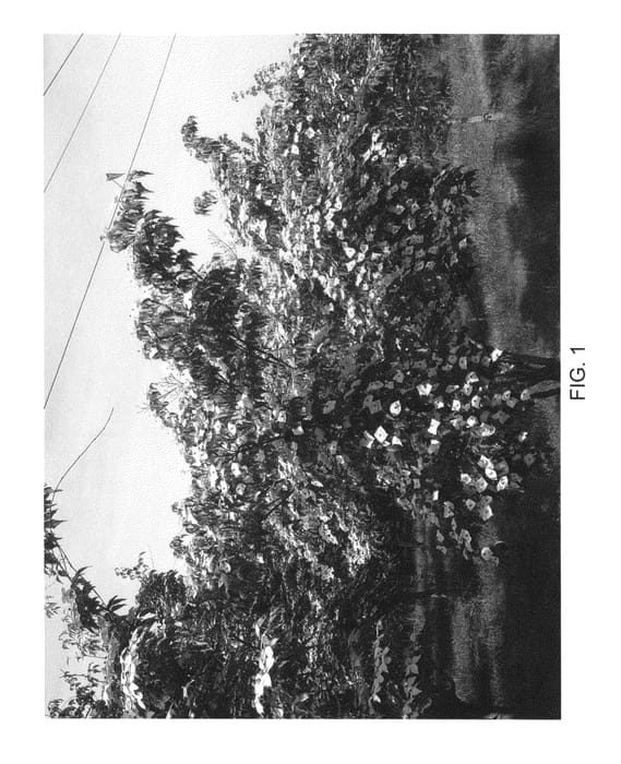 Figure 1 of US plant patent PP25575, the photograph of Pam's mountain bouquet printed in the patent.