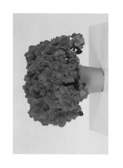 Figure 1 of US plant patent PP25576, the photograph of HORT09 printed in the patent.