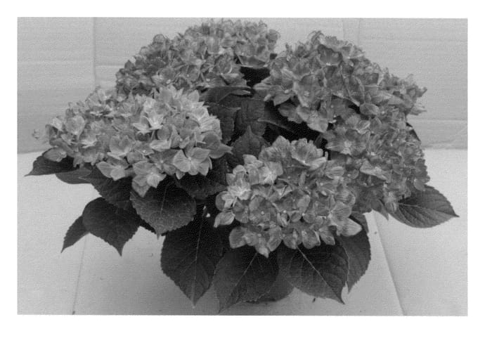 Figure 1 of US plant patent PP25577, the photograph of HORWACK printed in the patent.