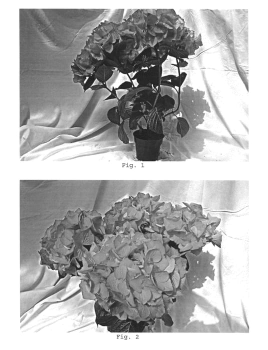 Figure 1 of US plant patent PP25578, the photograph of BC7.13 printed in the patent.
