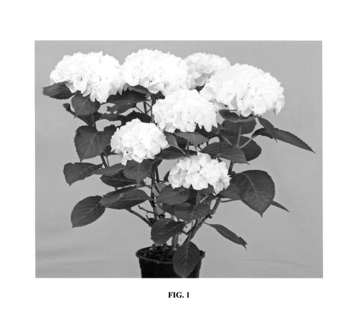 Figure 1 of US plant patent PP25579, the photograph of HORTMABRID printed in the patent.
