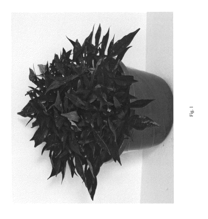 Figure 1 of US plant patent PP25580, the photograph of ISGBU07-0 printed in the patent.