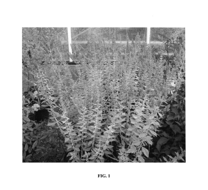 Figure 1 of US plant patent PP25581, the photograph of Lissvery printed in the patent.