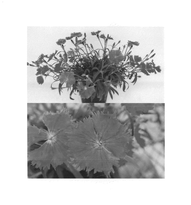 Figure 1 of US plant patent PP25582, the photograph of Sunnade Pintatsu printed in the patent.