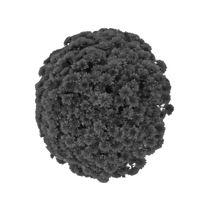 Figure 1 of US plant patent PP25583, the photograph of Fimmsunred printed in the patent.