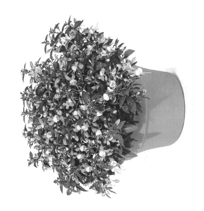 Figure 1 of US plant patent PP25584, the photograph of FWINW12-1 printed in the patent.