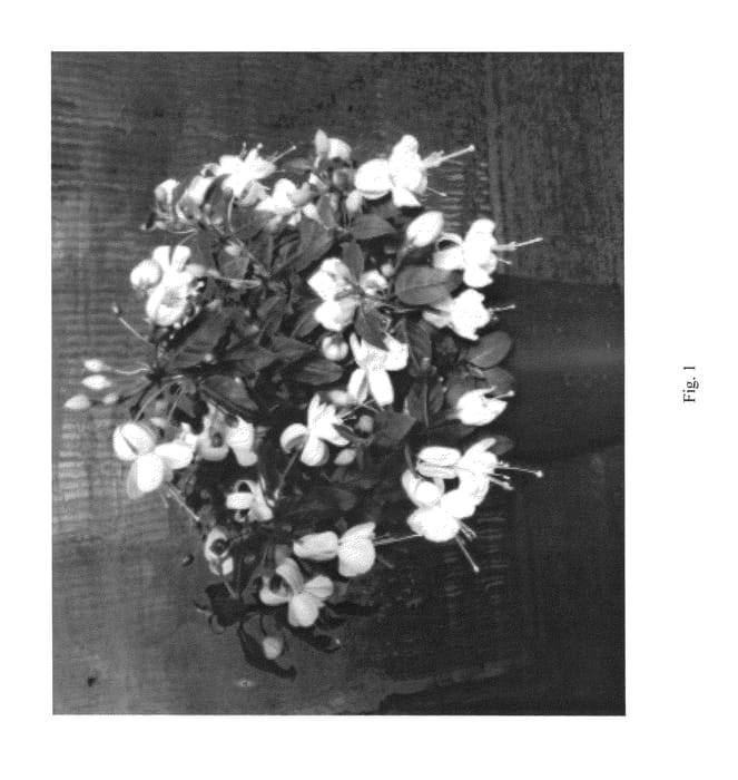 Figure 1 of US plant patent PP25585, the photograph of FWUWW22-0 printed in the patent.