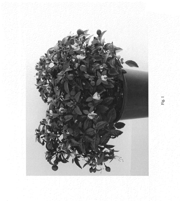 Figure 1 of US plant patent PP25586, the photograph of FWUCA23-0 printed in the patent.