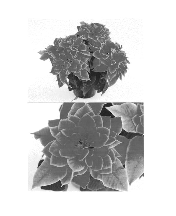 Figure 1 of US plant patent PP25587, the photograph of Bonpri 515 printed in the patent.