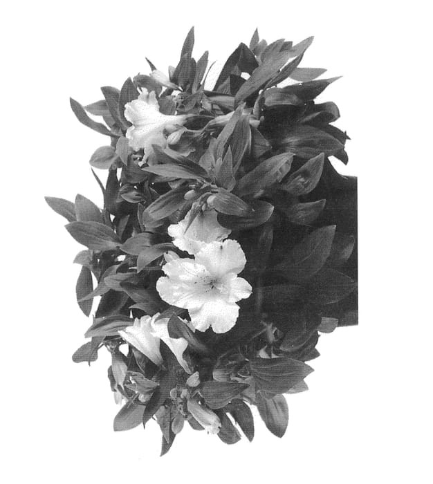 Figure 1 of US plant patent PP25588, the photograph of Zapriclair printed in the patent.