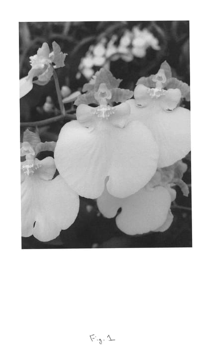 Figure 1 of US plant patent PP25589, the photograph of Lemon Drop printed in the patent.