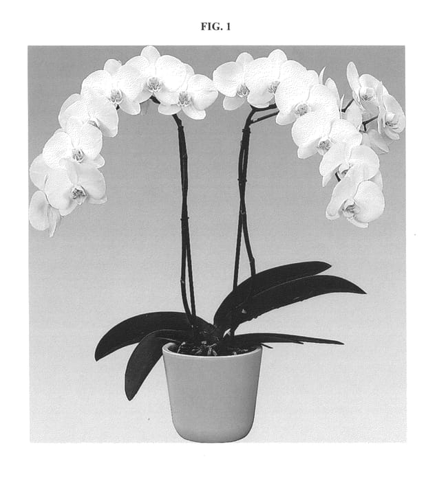 Figure 1 of US plant patent PP25590, the photograph of Wildcat printed in the patent.
