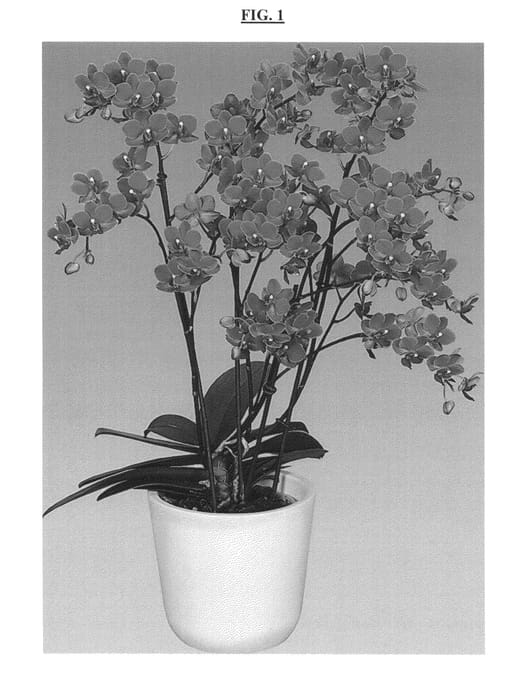 Figure 1 of US plant patent PP25591, the photograph of Romance printed in the patent.