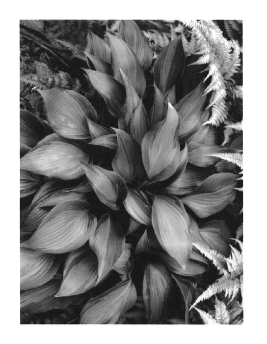 Figure 1 of US plant patent PP25593, the photograph of June Spirit printed in the patent.