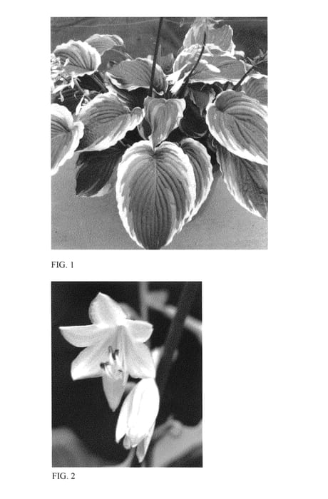 Figure 1 of US plant patent PP25594, the photograph of Bridal Falls printed in the patent.