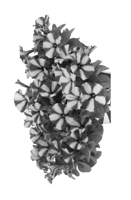 Figure 1 of US plant patent PP25595, the photograph of Duepepneo printed in the patent.
