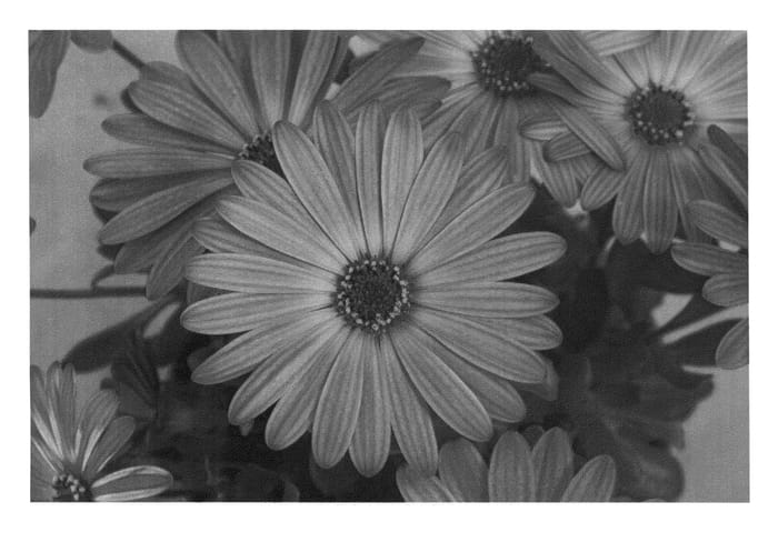 Figure 1 of US plant patent PP25596, the photograph of KLEOE12190 printed in the patent.