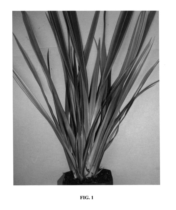 Figure 1 of US plant patent PP25597, the photograph of Trident printed in the patent.