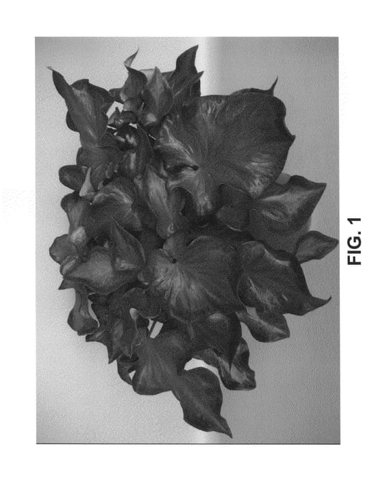 Figure 1 of US plant patent PP25598, the photograph of UF 4424 printed in the patent.